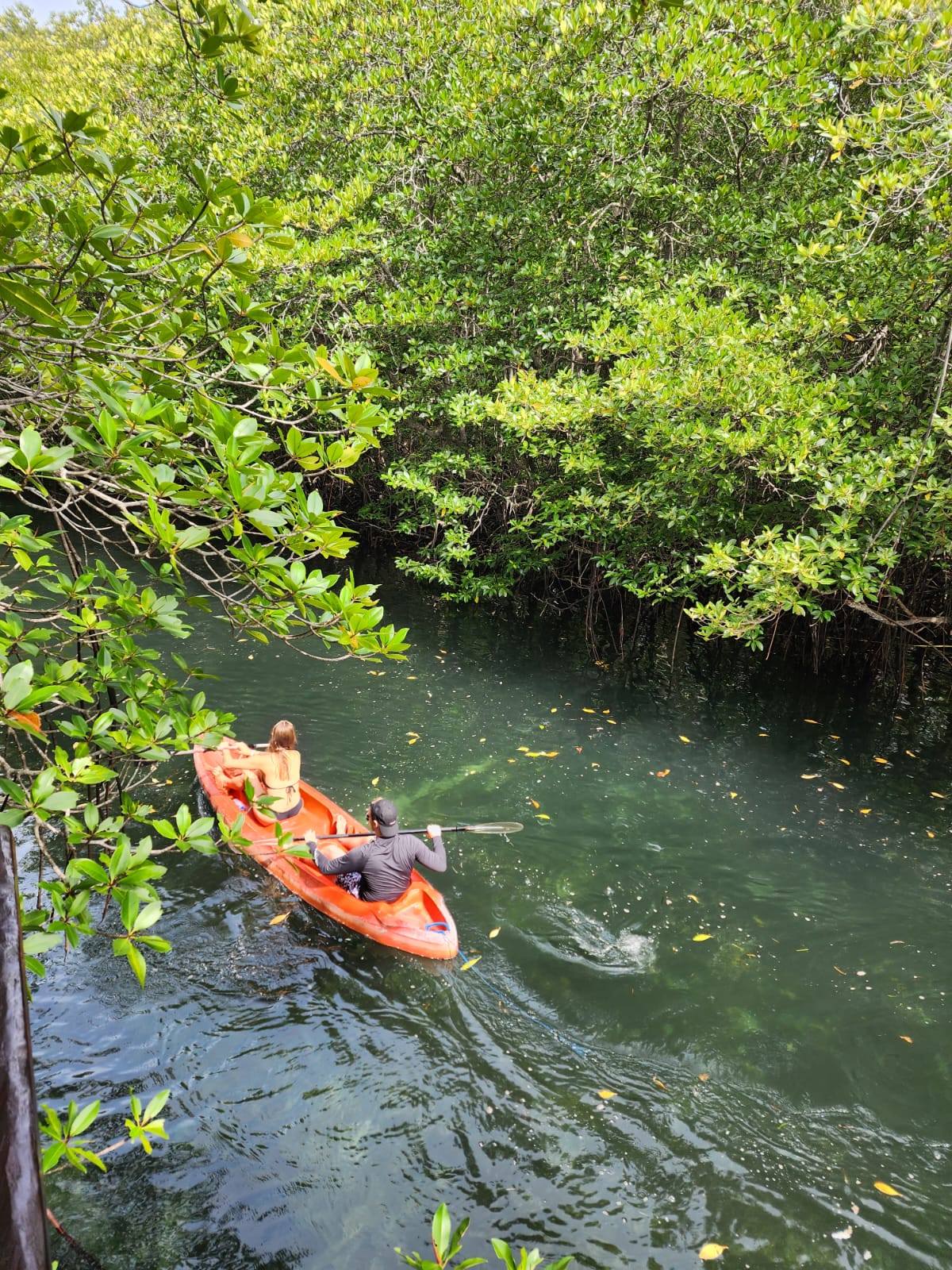 lembongan snorkeling trips, lembongan snorkeling & tour, snorkeling di nusa lembongan, ,nusa lembongan snorkeling manta ray, scuba diving nusa lembongan, Nusa Penida, Bali - Green Lagoon Lembongan. mangrove boat tour nusa lembongan, snorkeling nusa lembongan, snorkeling nusa lembongan, snorkeling bali, snorkeling with manta bali