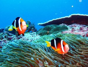 lembongan snorkeling trips